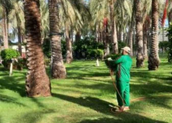 زراعة الإسكندرية: رش ومعالجة 109 شجرة ضد سوسة النخيل الحمراء في إنطونيادس والمنتزه