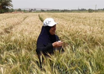 بدء زراعة 22 ألف فدان قمح 15 نوفمبر في الإسكندرية