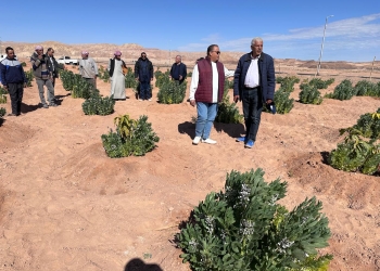 تعزيز التعاون بين “بحوث الصحراء” والمركز العربي لدراسات المناطق الجافة والأراضي القاحلة لتنمية جنوب سيناء