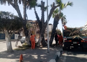 استعدادًا للاحتفال بأعياد الربيع.. إدارة الحدائق والمتنزهات وجهاز التطوير والتجميل يواصلان أعمال رفع كفاءة المسطحات الخضراء