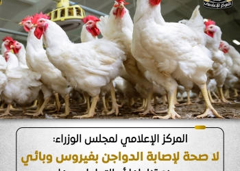 المركز الإعلامي لمجلس الوزراء: أوضاع مزارع الدواجن مستقرة.. ولا وجود لأي فيروس يمنع تناولها أو التعامل معها