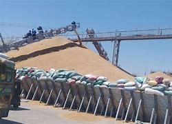 “الأنصاري”: توريد 189 ألف طن من القمح المحلي إلى صوامع وشون الفيوم
