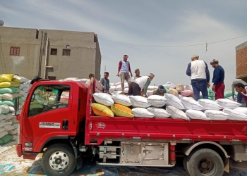 توريد أكثر من 25000 طن من الأقماح المحلية فى محافظة الأقصر