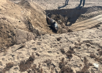وزيرة التنمية المحلية والبيئة توجه بدفن الدرفيل النافق في رأس غارب وفقاً للاشتراطات البيئية