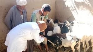 السبت المُقبل.. بدء أعمال الحملة القومية للتحصين ضد مرض الجلد العقدى ومرض جدري الأغنام بالأقصر