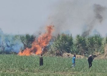 مصرع شخص ونفوق 4 رؤوس ماشية بنجع حمادى فى حريق بزراعات القصب