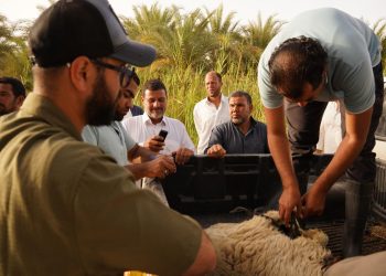 بحوث الصحراء يوزّع 30 كبشًا برقيًا محسّنًا وأعلافًا مجانية بسيوة