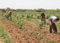 تعرف على جهود وأنشطة قطاع الزراعة في ملفات توريد المحاصيل الاستراتيجية والأسمدة