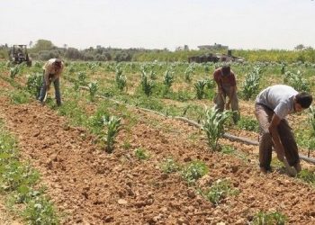 تعرف على جهود وأنشطة قطاع الزراعة في ملفات توريد المحاصيل الاستراتيجية والأسمدة