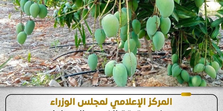 حقيقة غياب الرقابة على ضوابط استخدام مواد كيميائية تسرع نضج الفاكهة