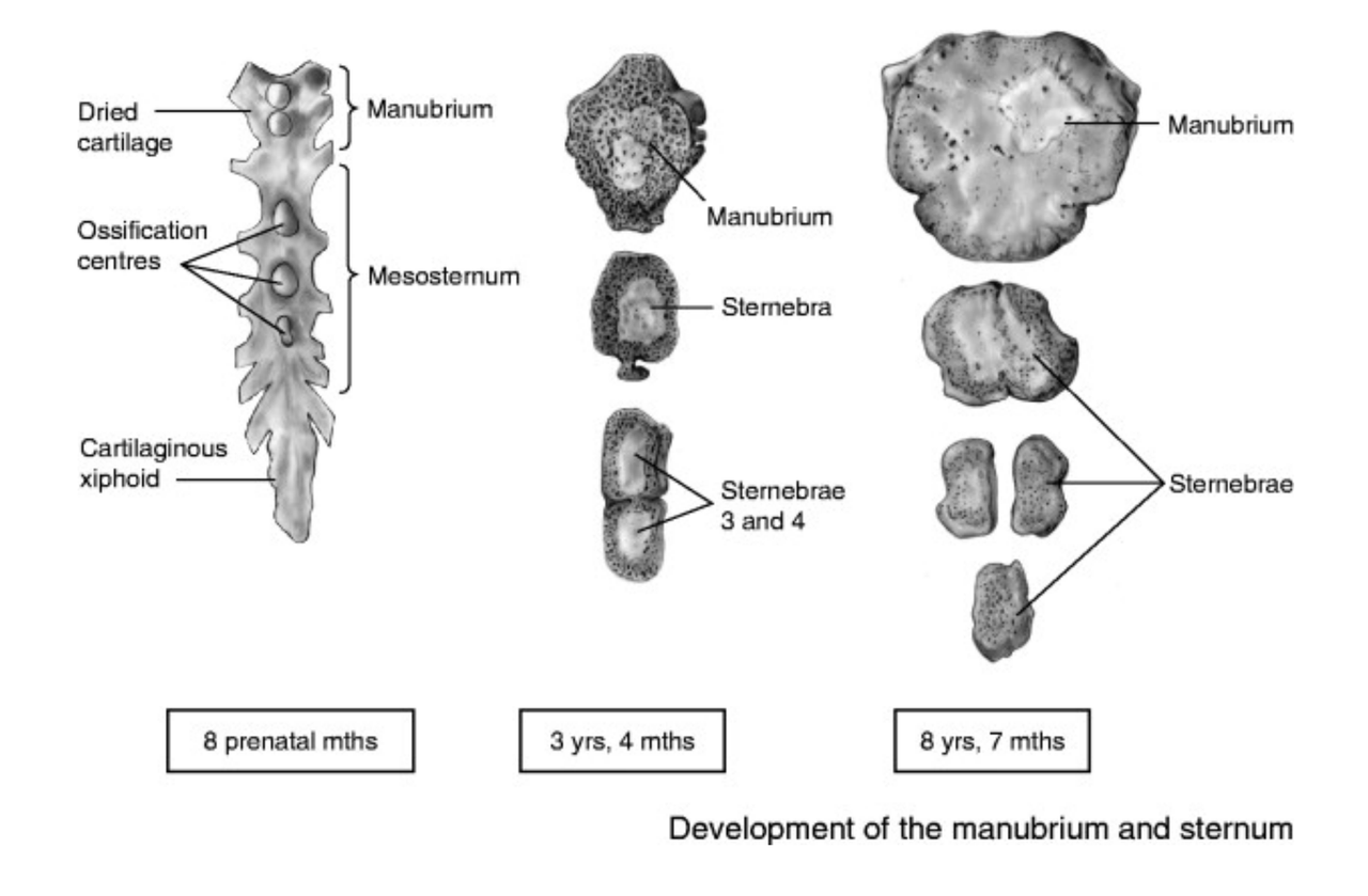 Development of the sternum