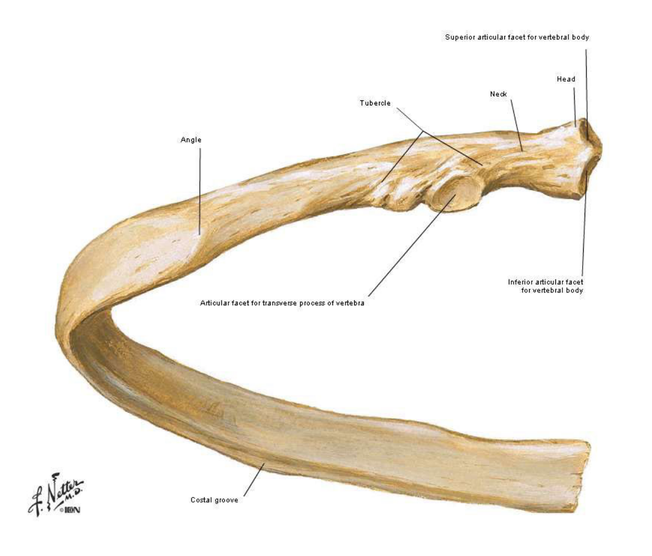 Typical Rib Anatomy