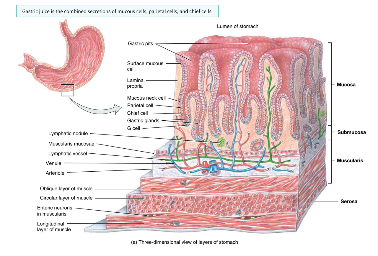 Three-dimensional view of the stomach wall layers