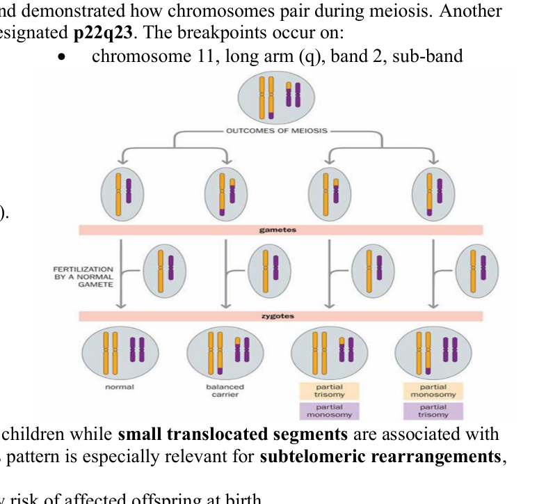 Schematic of meiosis outcomes and fertilization resulting in normal, balanced carrier, and aneuploid zygotes.