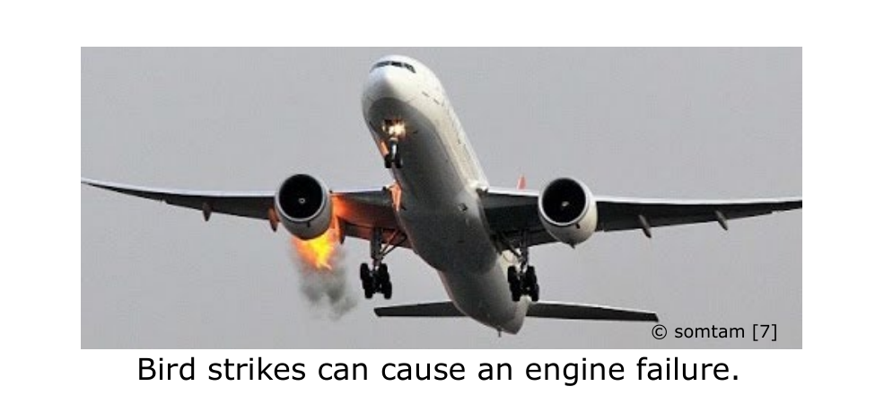 Bird strike illustration