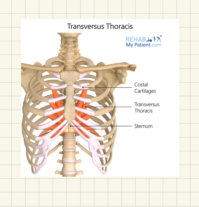 Transversus Thoracis