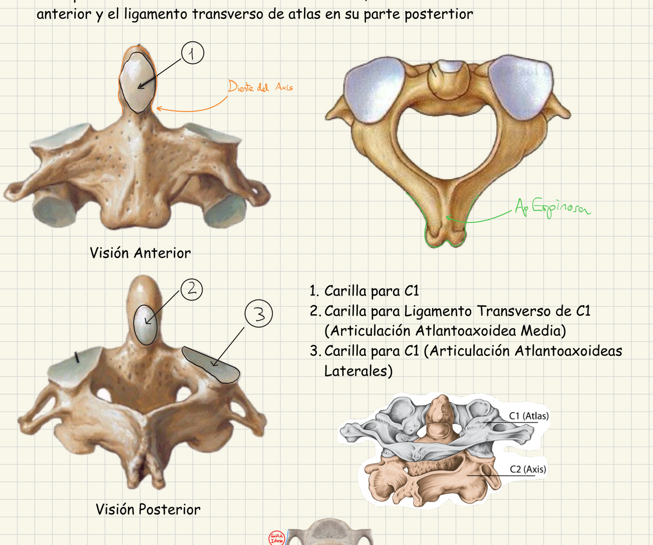 Anterior and posterior views of the C2 (Axis) vertebra, highlighting the odontoid process (diente) and various articular facets.