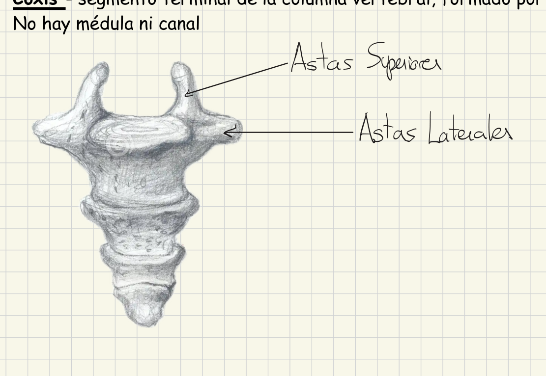 Ilustración del coxis mostrando las astas superiores