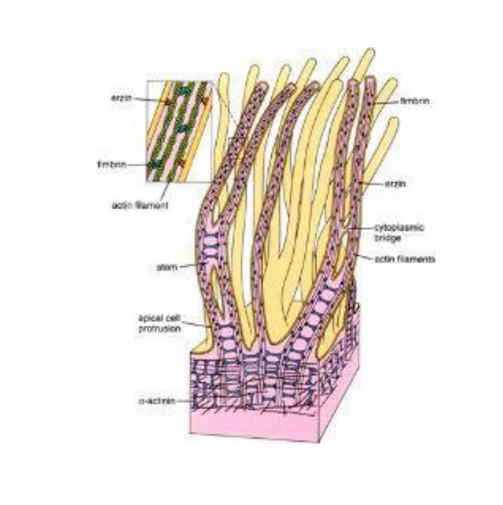 Microvilli structure