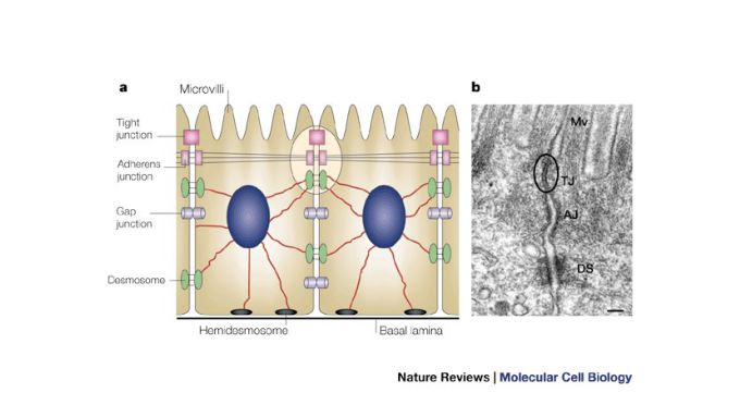 Cellular junctions