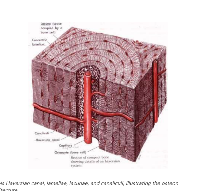 Compact bone structure