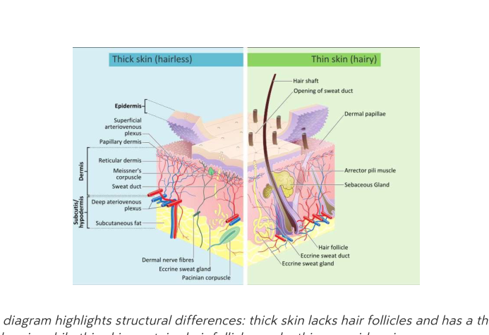 Comparative diagram of thick and thin skin