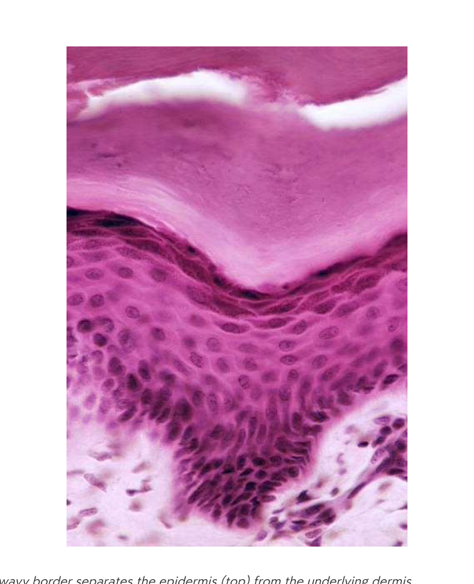 Microscopic view of skin