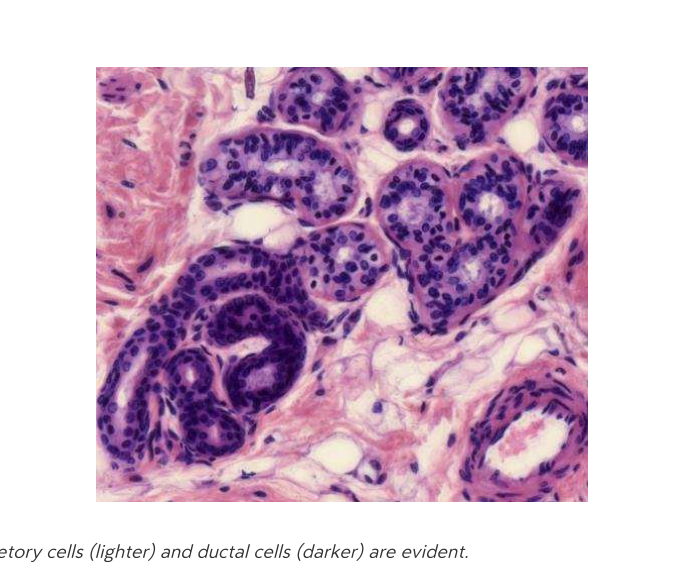 Apocrine gland histology