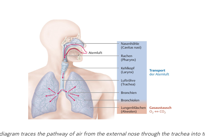 Respiratory tract