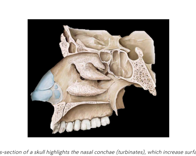 Nasal conchae