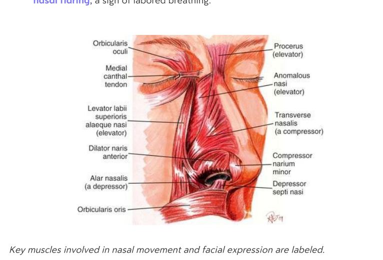 Anatomical illustration of nasal muscles