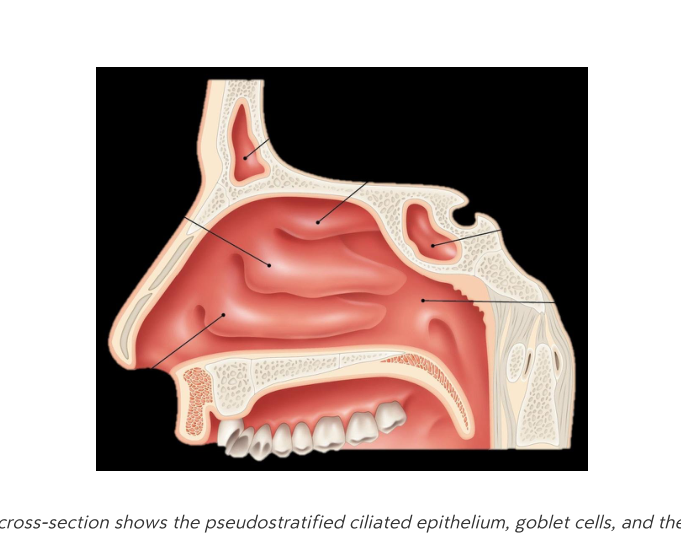 Microscopic cross-section of the nasal cavity