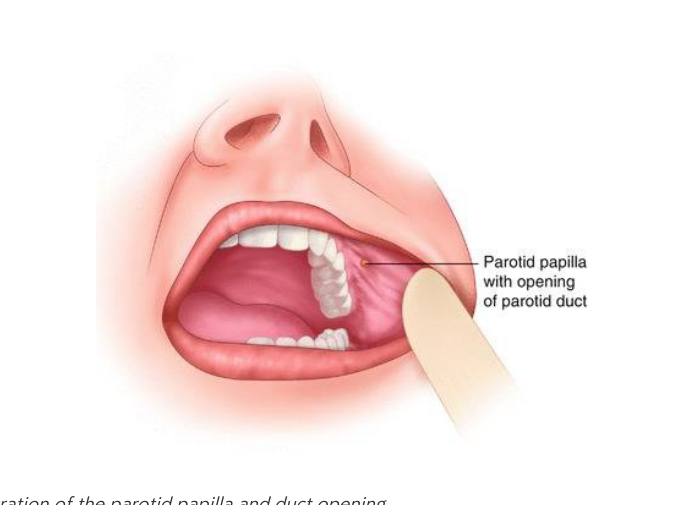 Illustration of the oral cavity