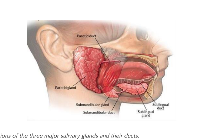 Salivary glands