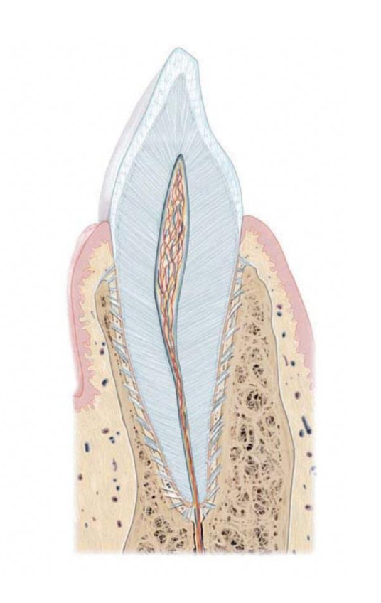 Tooth layers