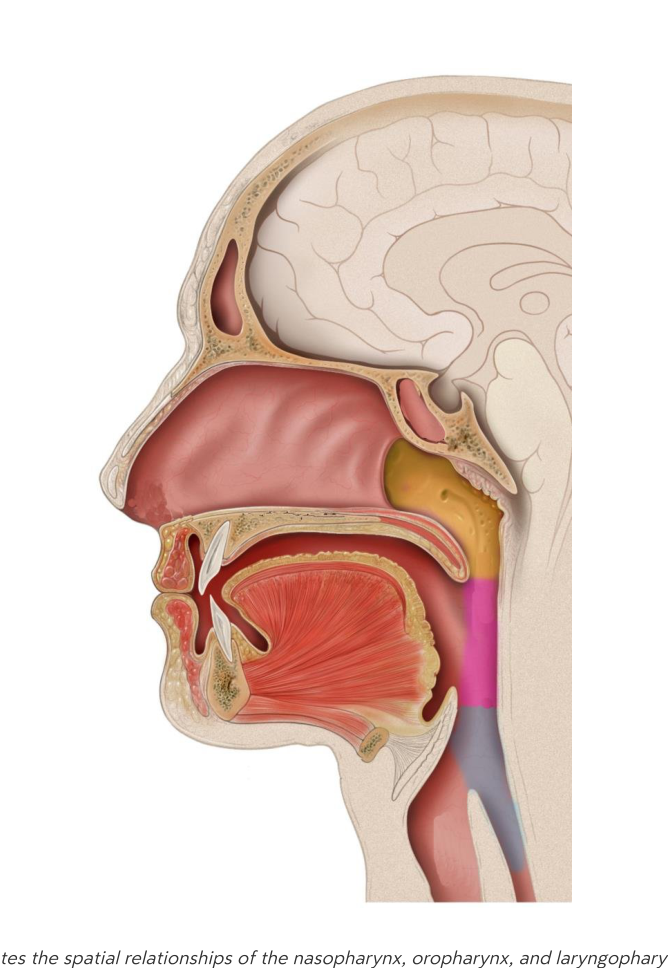 Sagittal cross-section illustration showing spatial relationships of the nasopharynx, oropharynx, and laryngopharynx.