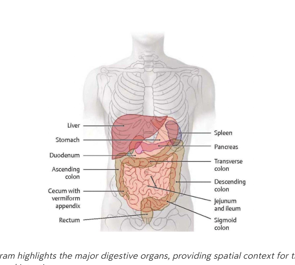 Digestive System Organs