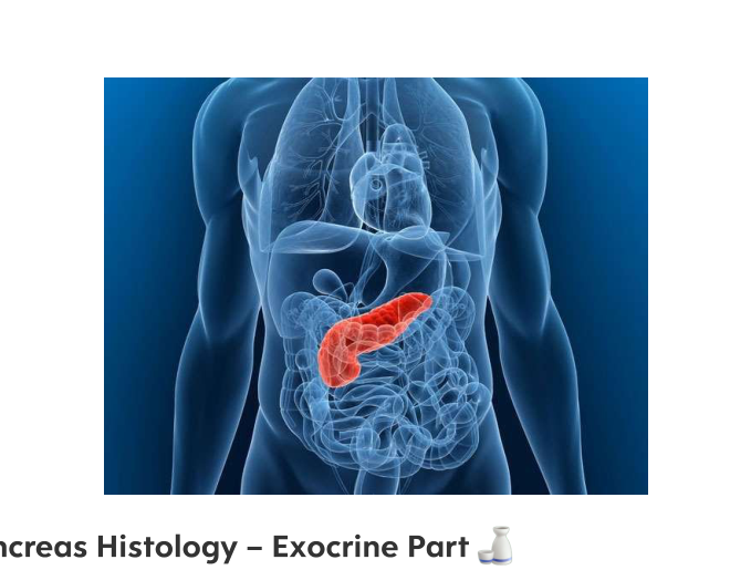 Diagram of the pancreas in the abdominal cavity