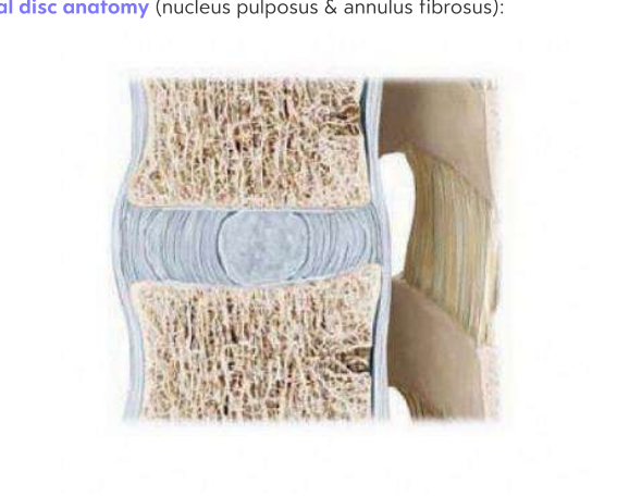 Spinal Disc Anatomy