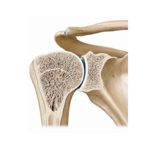 Shoulder Joint Anatomy