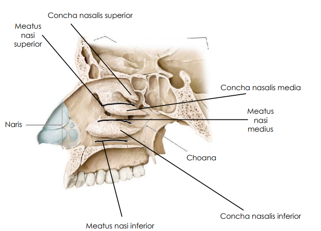 Nasal kavitet med conchae och meatus