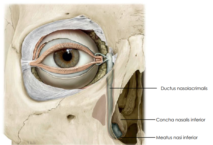 An illustration of the nasolacrimal duct system, showing its connection from the eye to the nasal cavity