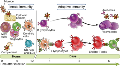 Diagram illustrating innate and adaptive immunity over time after infection. Innate immunity acts within hours with cells like mast cells and phagocytes. Adaptive immunity develops over days with B lymphocytes producing antibodies and T lymphocytes becoming effector T cells.