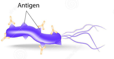 Antigen illustration