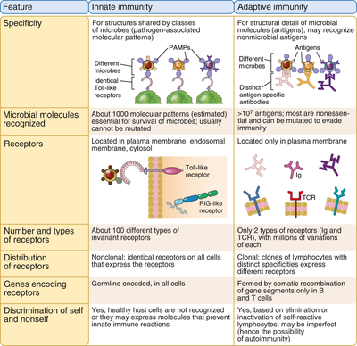 Comparison table of innate and adaptive immunity features. Covers specificity, microbial molecules recognized, receptors, distribution, genes, and self-non-self discrimination. Innate immunity is broad and non-specific, while adaptive immunity is highly specific.