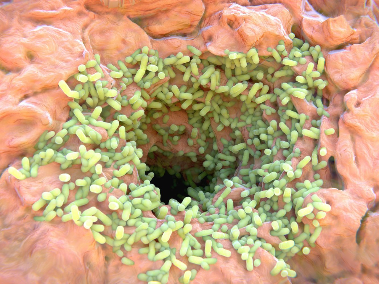 Microscopic view of skin pores with bacteria