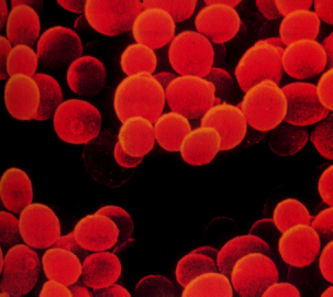 Microscopic view of spherical and rod-shaped bacteria