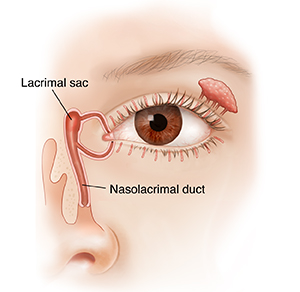 Lacrimal system and tears