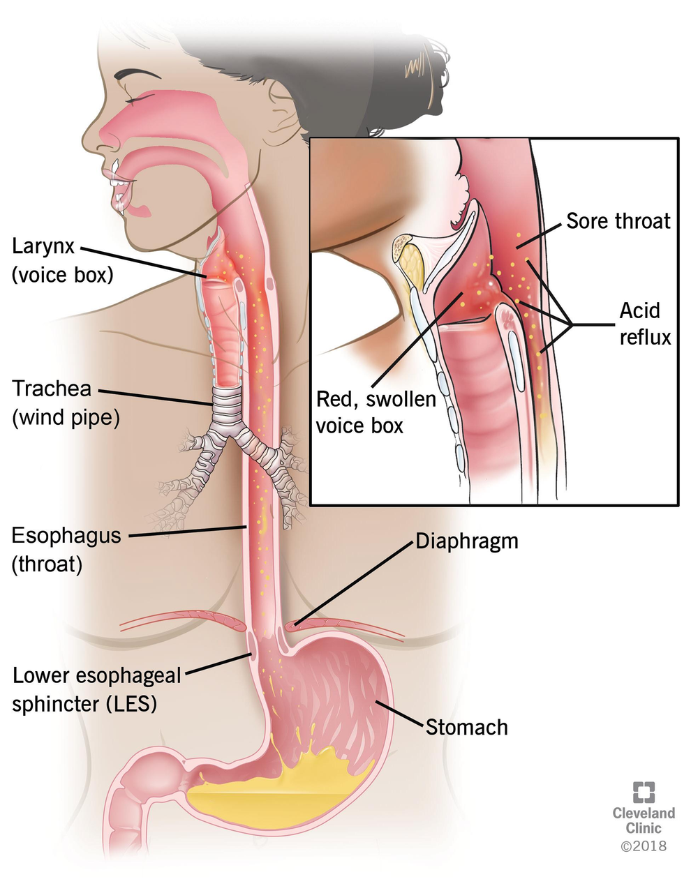 Digestive tract diagram