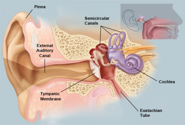Diagram of the human ear